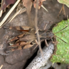 Phaulacridium vittatum at Surf Beach, NSW - 26 Jan 2024