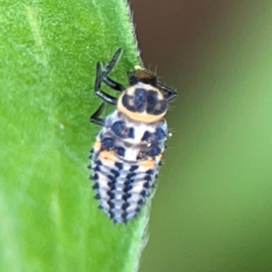 Hippodamia variegata at Surf Beach, NSW - 26 Jan 2024 01:00 PM