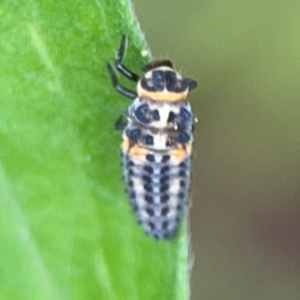 Harmonia conformis at Surf Beach, NSW - 26 Jan 2024