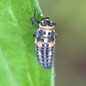 Hippodamia variegata at Surf Beach, NSW - 26 Jan 2024 01:00 PM