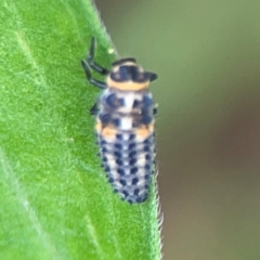 Harmonia conformis at Surf Beach, NSW - 26 Jan 2024 01:00 PM