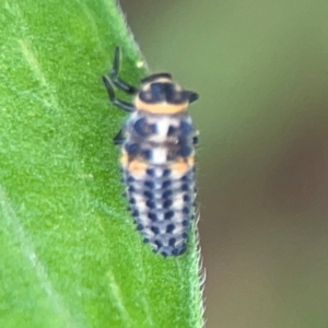 Hippodamia variegata at Surf Beach, NSW - 26 Jan 2024 01:00 PM