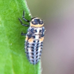 Harmonia conformis at Surf Beach, NSW - 26 Jan 2024