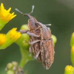 Curculioninae (sub-family) at Surf Beach, NSW - 26 Jan 2024 01:24 PM