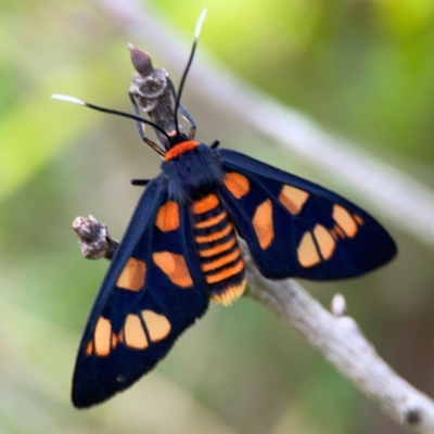 Amata (genus) (Handmaiden Moth) at Surf Beach, NSW - 26 Jan 2024 by Hejor1