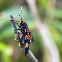 Amata (genus) at Surf Beach, NSW - 26 Jan 2024 04:22 PM