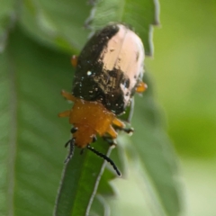 Unidentified Leaf beetle (Chrysomelidae) at Surf Beach, NSW - 26 Jan 2024 by Hejor1