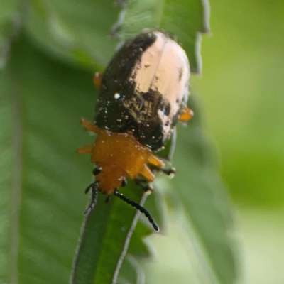 Unidentified Leaf beetle (Chrysomelidae) at Surf Beach, NSW - 26 Jan 2024 by Hejor1