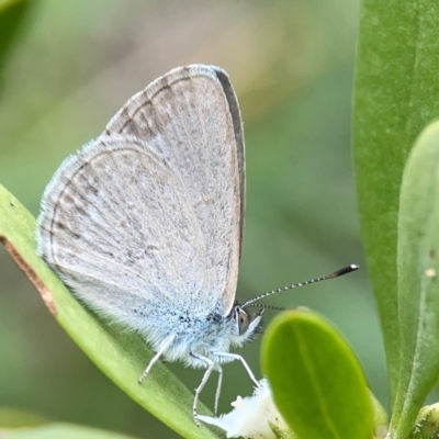 Zizina otis (Common Grass-Blue) at Surf Beach, NSW - 26 Jan 2024 by Hejor1