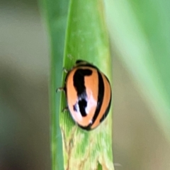 Micraspis frenata (Striped Ladybird) at Surf Beach, NSW - 26 Jan 2024 by Hejor1