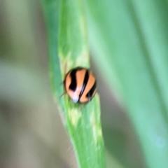 Micraspis frenata at Surf Beach, NSW - 26 Jan 2024