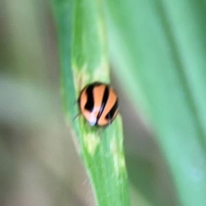 Micraspis frenata at Surf Beach, NSW - 26 Jan 2024 04:32 PM