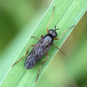 Inopus rubriceps at Surf Beach, NSW - 26 Jan 2024 04:34 PM