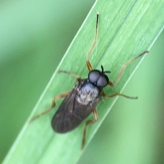 Inopus rubriceps at Surf Beach, NSW - 26 Jan 2024 04:34 PM