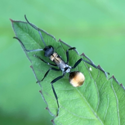 Polyrhachis ammon at Surf Beach, NSW - 26 Jan 2024 by Hejor1