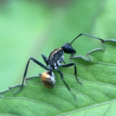Polyrhachis ammon at Surf Beach, NSW - 26 Jan 2024 04:35 PM
