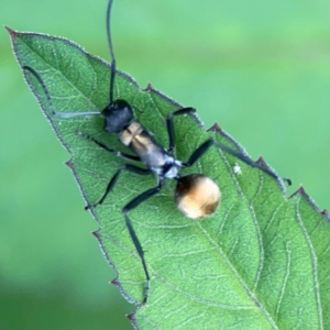 Polyrhachis ammon at Surf Beach, NSW - 26 Jan 2024 04:35 PM