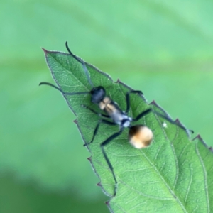 Polyrhachis ammon at Surf Beach, NSW - 26 Jan 2024 04:35 PM
