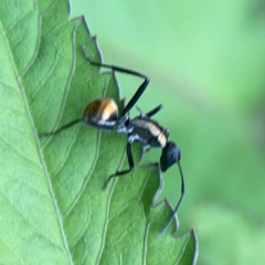 Polyrhachis ammon at Surf Beach, NSW - 26 Jan 2024 04:35 PM