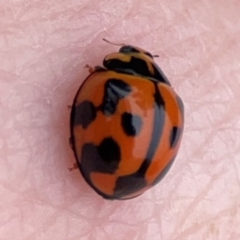 Coelophora inaequalis (Variable Ladybird beetle) at Surf Beach, NSW - 26 Jan 2024 by Hejor1