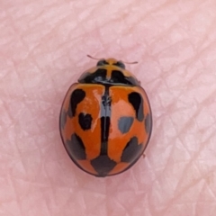 Coelophora inaequalis at Surf Beach, NSW - 26 Jan 2024 04:42 PM
