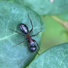 Camponotus sp. (genus) (A sugar ant) at Surf Beach, NSW - 26 Jan 2024 by Hejor1