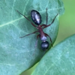 Camponotus sp. (genus) at Surf Beach, NSW - 26 Jan 2024