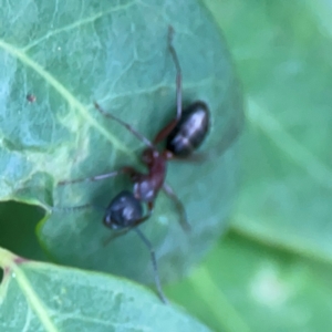 Camponotus sp. (genus) at Surf Beach, NSW - 26 Jan 2024