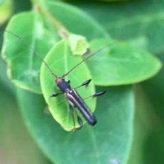 Amphirhoe sloanei at Surf Beach, NSW - 26 Jan 2024 04:48 PM