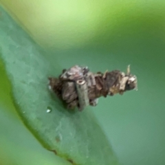 Psychidae (family) IMMATURE (Unidentified case moth or bagworm) at Surf Beach, NSW - 26 Jan 2024 by Hejor1