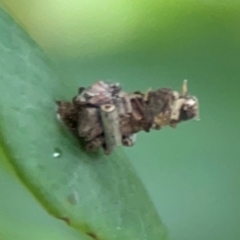 Psychidae (family) IMMATURE at Surf Beach, NSW - 26 Jan 2024