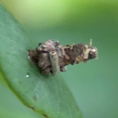 Psychidae IMMATURE (Unidentified Case moth or Bagworm) at Surf Beach, NSW - 26 Jan 2024