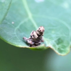 Psychidae (family) IMMATURE at Surf Beach, NSW - 26 Jan 2024