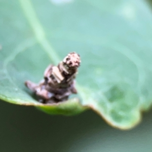 Psychidae (family) IMMATURE at Surf Beach, NSW - 26 Jan 2024 04:48 PM