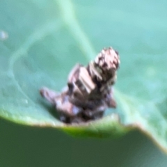 Psychidae (family) IMMATURE at Surf Beach, NSW - 26 Jan 2024