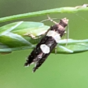 Glyphipterix chrysoplanetis at Surf Beach, NSW - 26 Jan 2024 04:50 PM