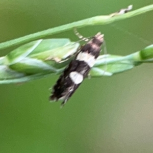 Glyphipterix chrysoplanetis at Surf Beach, NSW - 26 Jan 2024 04:50 PM