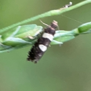 Glyphipterix chrysoplanetis at Surf Beach, NSW - 26 Jan 2024 04:50 PM