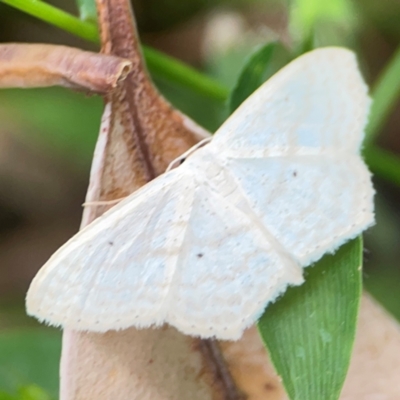 Scopula sp. (Wave) at Surf Beach, NSW - 26 Jan 2024 by Hejor1