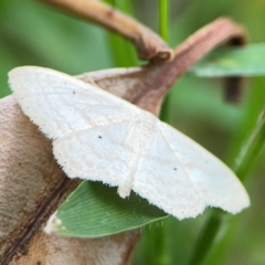 Scopula sp. at Surf Beach, NSW - 26 Jan 2024