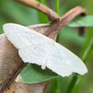 Scopula perlata at Surf Beach, NSW - 26 Jan 2024 04:53 PM