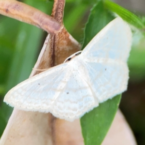 Scopula perlata at Surf Beach, NSW - 26 Jan 2024 04:53 PM