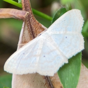 Scopula perlata at Surf Beach, NSW - 26 Jan 2024 04:53 PM