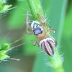 Maratus scutulatus (A jumping spider) at Surf Beach, NSW - 26 Jan 2024 by Hejor1