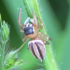 Maratus scutulatus at Surf Beach, NSW - 26 Jan 2024 04:54 PM