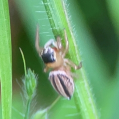 Maratus scutulatus at Surf Beach, NSW - 26 Jan 2024 04:54 PM