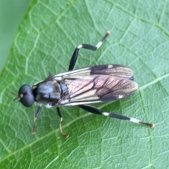 Unidentified Other true fly at Surf Beach, NSW - 26 Jan 2024 by Hejor1