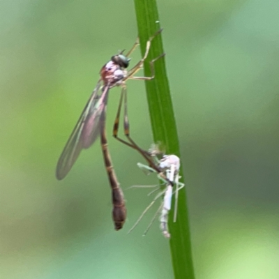 Unidentified Crane fly, midge, mosquito or gnat (several families) at Surf Beach, NSW - 26 Jan 2024 by Hejor1