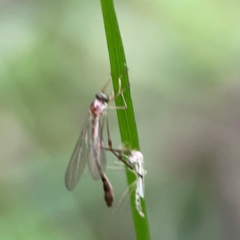 Leptogaster sp. at Surf Beach, NSW - 26 Jan 2024 04:55 PM