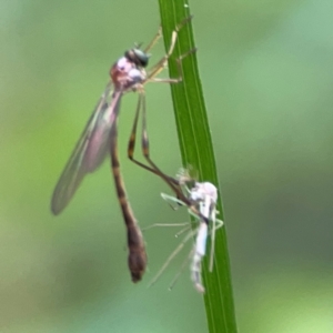 Leptogaster sp. at Surf Beach, NSW - 26 Jan 2024 04:55 PM